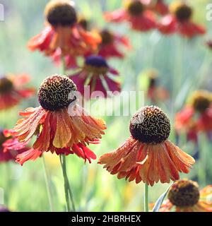 Helenium autumnale ‘Moerheim Beauty’, bekannt als gewöhnliche Niesen- oder großblütige Niesen-Gartenpflanze aus Finnland