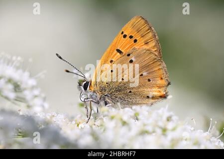 Lycaena virgaureae, bekannt als seltener Kupferschmetterling, ernährt sich von KuhPetersilie, Anthriscus sylvestris Stockfoto