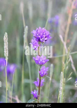 Geclusterte Glockenblume, Campanula glomerata, Wildpflanze aus Finlnad Stockfoto