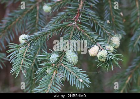 Adelges laricis, bekannt als blass Fichtengall adelgid, eine Pflanze, die auf der europäischen Fichte, Picea abies, Parasitengallen bildet Stockfoto