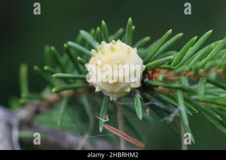 Adelges laricis, bekannt als blass Fichtengall adelgid, eine Pflanze, die auf der europäischen Fichte, Picea abies, Parasitengallen bildet Stockfoto