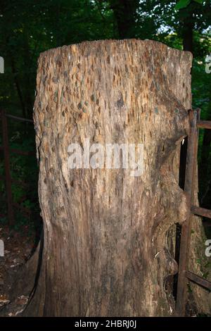 Ambleside Geldbaum, Ansicht eines Baumstumpens mit alten Münzen übersät, eingehämmert, um Glück zu bringen, Stock Ghyll Trail, Ambleside, Cumbria, England, VEREINIGTES KÖNIGREICH Stockfoto