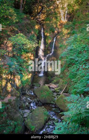 Stock Ghyll Ambleside, Blick auf Stock Ghyll, ein Seenlandschaft, der durch Wälder oberhalb von Ambleside fließt und durch die Stadt Cumbria, Großbritannien, fließt Stockfoto