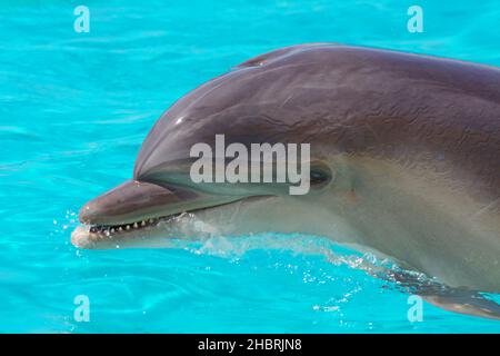 Schöne Delphinschwimmen im Blauwasser Stockfoto