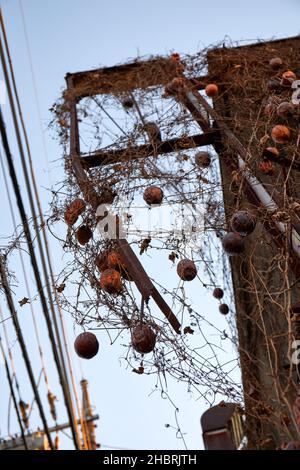 Verdorrte Kürbis auf einem alten Haus; Tokio, Japan Stockfoto