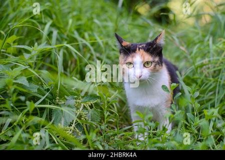 Niedliche dreifarbige Katze spaziert im grünen Gras im Sommergarten Stockfoto