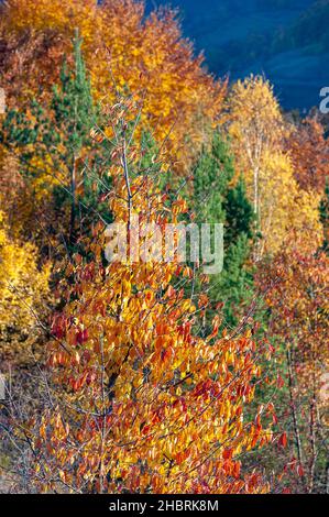 Eine vertikale Aufnahme von bunten Bäumen im Herbst Stockfoto