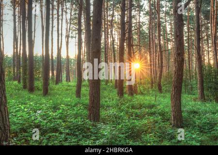 Sonnenuntergang Sonnenaufgang Sonne Sonnenschein Strahlend Durch Kiefern Im Sonnigen Sommer Nadelwald. Sonnenlicht Sonnenstrahlen Durch Die Wälder In Greenwood Forest Landscape Stockfoto