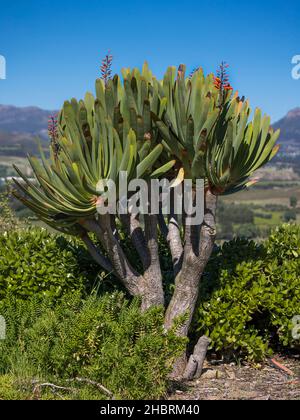 Ein Fan-Aloe (Kumara plicatilis) Baum, der in einem Garten mit blauem Himmel wächst Stockfoto