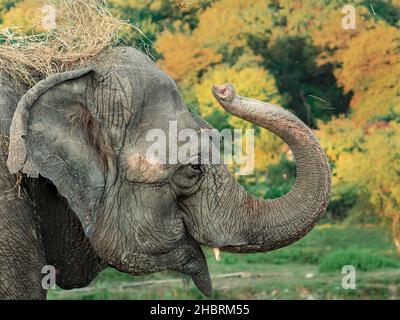 Ein Porträt eines Elefanten, der mit seinem Rüssel amüsant Heu über den Kopf wirft. Profilansicht Stockfoto