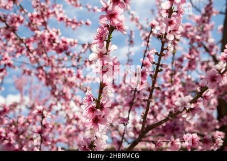 Pfirsichbaum Obstgarten in voller Blüte Nahaufnahme von Zweigen mit hellen Sonnenlicht scheint Stockfoto