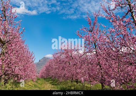 Pfirsichbaum Obstgarten in voller Blüte mit blauem Himmel Stockfoto