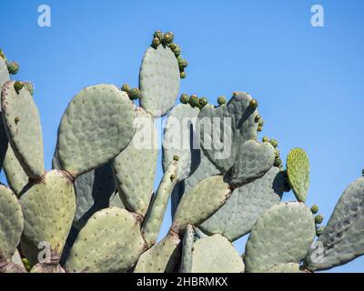 Kaktusblätter der Kaktusfeigen (Opuntia) wachsen mit sich entwickelnden Früchten Stockfoto