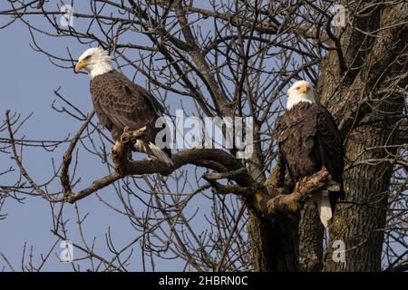 Ein Paar Weißkopfseeadler (Haliaeetus leucocephalus), die in einem Baum in der Nähe des Lake Michigan sitzen Stockfoto