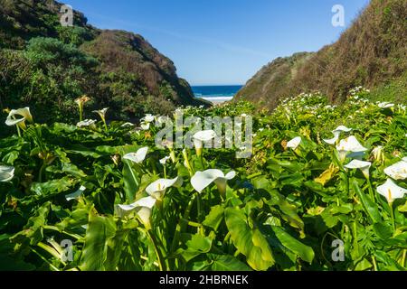 Das Feld von Zantedeschia aethiopica, allgemein bekannt als Calla Lily und Arum Lily. Stockfoto