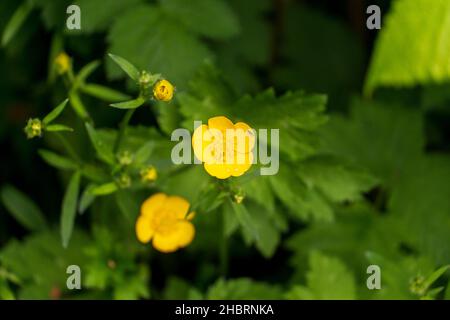 Eine Nahaufnahme des Ranunculus repens, der schleichenden Butterblume. Stockfoto