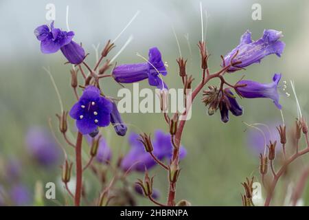 Eine Nahaufnahme der Phacelia campanularia, Wüstenbläuchen. Stockfoto