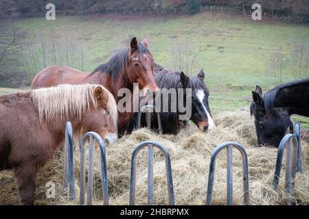 Lentilly (Frankreich), 18. Dezember 2021. Pferde auf einer Wiese, die sich vom Heu ernährt. Stockfoto