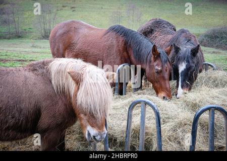 Lentilly (Frankreich), 18. Dezember 2021. Pferde auf einer Wiese, die sich vom Heu ernährt. Stockfoto