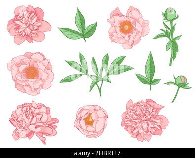 Set aus rosa Pfingstrosen-Blüten auf weißem Hintergrund. Handgezeichnete botanische Illustration. Stockfoto