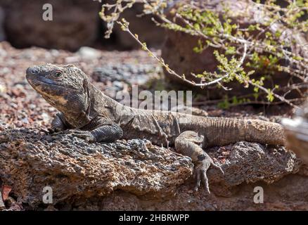 Nahaufnahme einer riesigen El Hierro-Lizard (Gallotia simonyi) Stockfoto