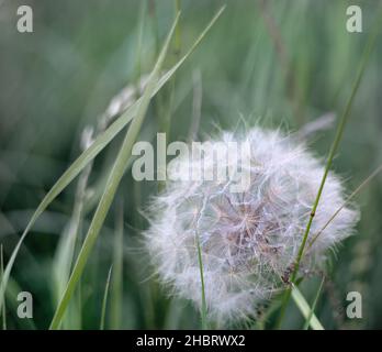 Die Federn und Fäden im flauschigen Dandelion Stockfoto