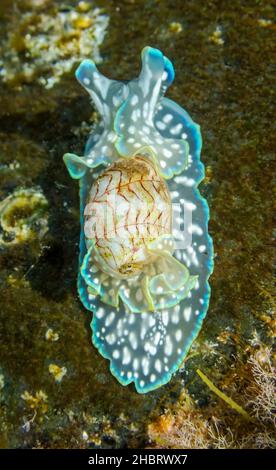 Nahaufnahme der Meeresschnecke Miniature Melo (Micromelo undatus) in flachen Gewässern bei La Maceta (El Hierro, Kanarische Inseln) Stockfoto