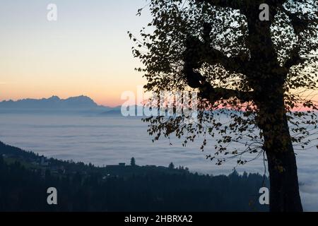 Einsamer Baum im Herbst vor einem nebligen Alpenpanorama. Bei Sonnenuntergang zwischen Deutschland, Österreich, der Schweiz - Landschaft wie ein nebliger Wolkensee Stockfoto