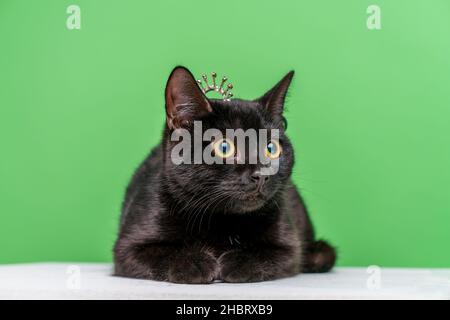 Porträt einer schwarzen Katze mit gelben Augen, die auf einem weißen Würfel auf grünem Hintergrund liegt. Haustiere. Wunderschönes Kätzchen, das wegschaut Stockfoto