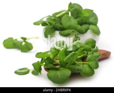 Frische Bio-Brunnenkresse auf weißem Hintergrund Stockfoto