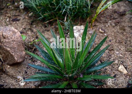 Agave filifera subsp schidigera, Fadenblatt-Agave, Agaven, Sukkulenten, Desert Accent Plant.Dürre tolerant, wasserweise Pflanze, Wüstenbepflanzung, Wüstengarde Stockfoto