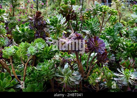 Große Ansammlung von Aeonium, große Gruppe von Aeonium, ein Wald von Aeonium, houseleek, blassgrüne Blätter, fleischige Blätter, Rosette, Sukkulenten, Sukkulenten, Sukkulen Stockfoto