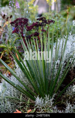 Agave filifera subsp schidigera, Fadenblatt-Agave, Agaven, Sukkulenten, Desert Accent Plant.Dürre tolerant, wasserweise Pflanze, Wüstenbepflanzung, Wüstengarde Stockfoto