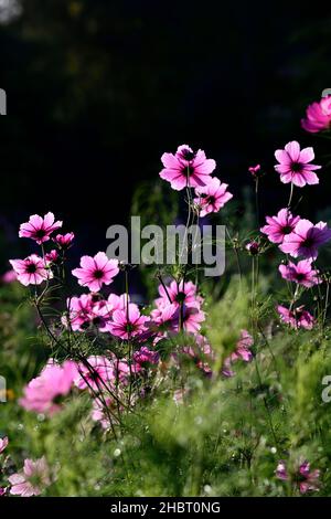 Hintergrundbeleuchteter Kosmos bipinnatus Strahlkraft, Kosmos bipinnatus Strahlkraft Blumen, Hintergrundbeleuchtung auf Kosmos Blumen, Kosmos Strahlkraft, jährlich, einjährige, Kosmos Blumen, Stift Stockfoto