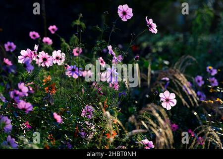 Hintergrundbeleuchtete Kosmos Blumen, Hintergrundbeleuchtung auf Kosmos Blumen, Kosmos Ausstrahlung, jährlich, einjährige, Kosmos Blumen, rosa mit lila Auge, Sommer im Garten, Blume, f Stockfoto