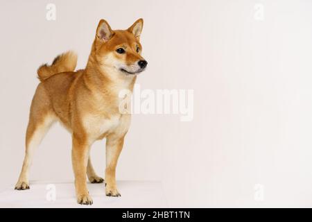 Reinrassige akita inu Welpen posiert auf hellem Hintergrund. Shiba inu ist ein rothaariger japanischer Hund. Glückliches Haustier. Stockfoto
