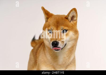 Portrait von niedlichen und glücklichen shiba Inu Hund auf hellem Hintergrund. Rothaariger japanischer Hund, der lächelt, während er im Studio steht Stockfoto