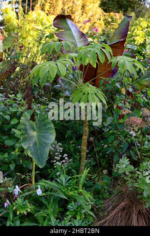 Roscoea purpurea Vannin, Colocasia, Brassaiopsis mitis, Araliaceae, grün, Blätter, Laub, tropisch, exotisch, Pflanze, Ensete ventricosum Maurelii, äthiopischer Banan Stockfoto