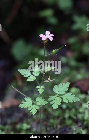 Geranium robertianum, allgemein bekannt als Herb robert, wilde Blume aus Finnland Stockfoto