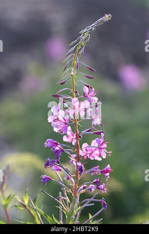 Chamaenerion angustifolium, auch Epilobium angustifolium genannt, allgemein bekannt als Rosebay Willowherb oder Fireweed, wilde Blume aus Finnland Stockfoto