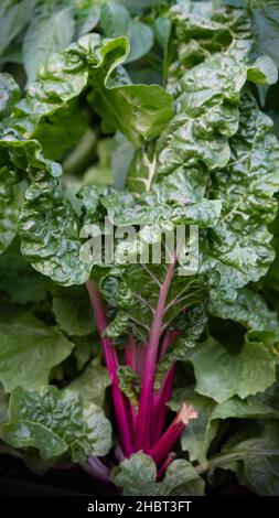 Mangold wächst im Gemüsebeet Stockfoto