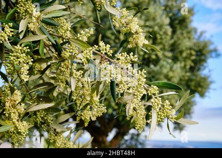 Olivenbaum Frühlingsblüte. Palmela. Portugal Stockfoto