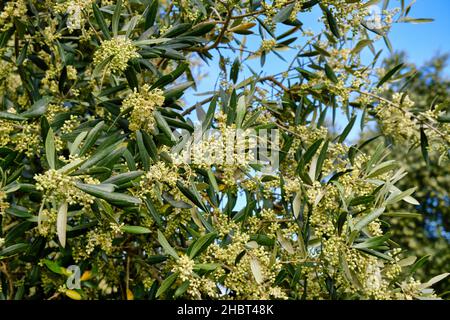 Olivenbaum Frühlingsblüte. Palmela. Portugal Stockfoto