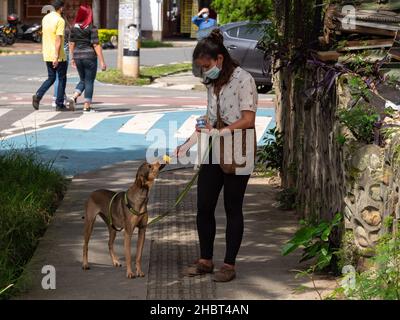 Medellin, Antioquia, Kolumbien - Juli 28 2021: Lateinische Frau füttert ihren Wanderhund Mango Ice Cream Stockfoto