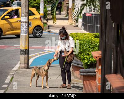 Medellin, Antioquia, Kolumbien - Juli 28 2021: Lateinische Frau füttert ihren Wanderhund Mango Ice Cream Stockfoto