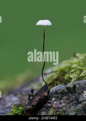 Marasmius rotula, bekannt als Windradpilz, Windradmarasmius, kleines Rad, Halsfallschirm oder Pferdehaarpilz, Wildpilz aus Finnland Stockfoto