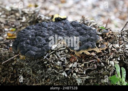 Nectriopsis violacea, ein parasitärer Pilz, der auf dem Schleimschimmel des Hundeerbrochenes wächst, Fuligo septica Stockfoto