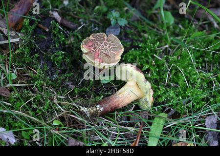 Der Rotkrautpilz, auch bekannt als Rotkrautpilz, ist ein wilder Pilz aus Finnland Stockfoto