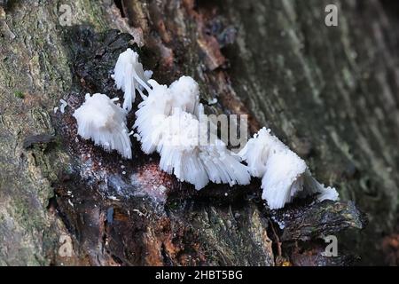 Stemonitis fusca, Röhrenschleimform aus Finnland ohne gebräuchlichen englischen Namen Stockfoto