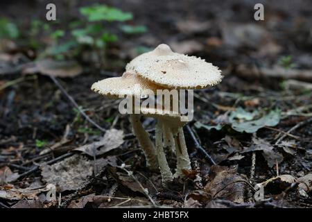 Lepiota clypeolaria, bekannt als Schilddapperling oder die zotteligen Lepiota, wilde Pilze aus Finnland Stockfoto